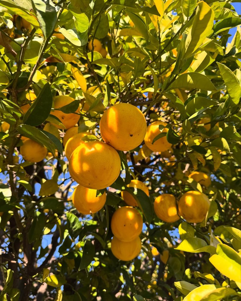 Lemon Festival Menton