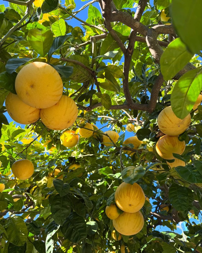 Lemon Festival Menton